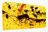 Detailed Fossil Bristletail (Machilidae) In Baltic Amber #330621-1